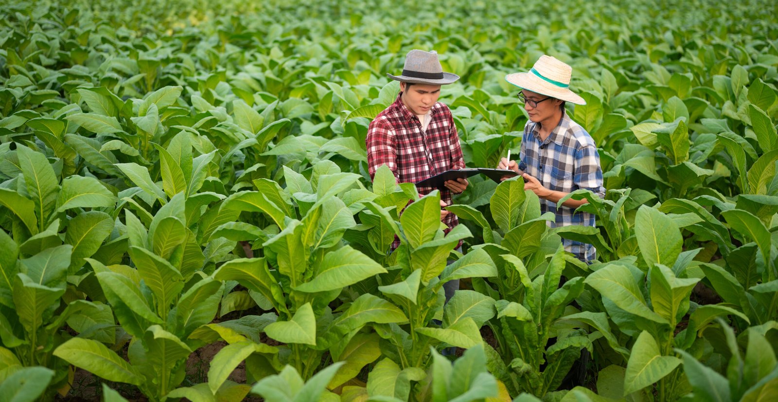 Selected tobacco leaf at harvest